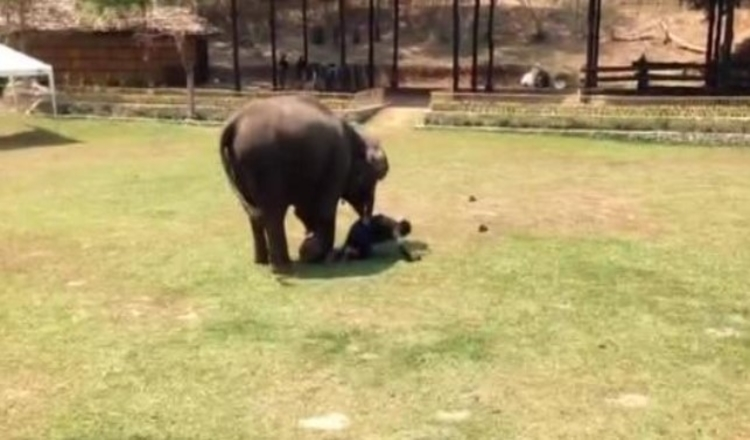 Elefante testemunha 'ataque' em seu cuidador e corre para o resgate