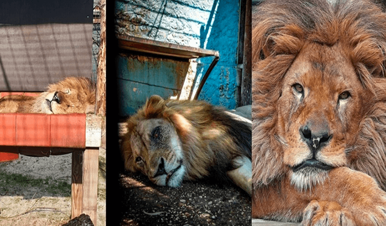 Morou no pior zoológico do mundo, o Bob Leão foi resgatado / Agora ele tem comida e eles o amam