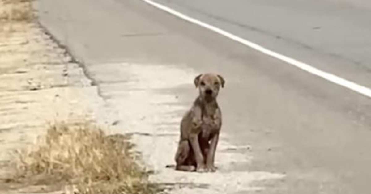 Cachorro assustado e triste sentado ao lado da estrada sem seu casaco brilhante em busca de amor