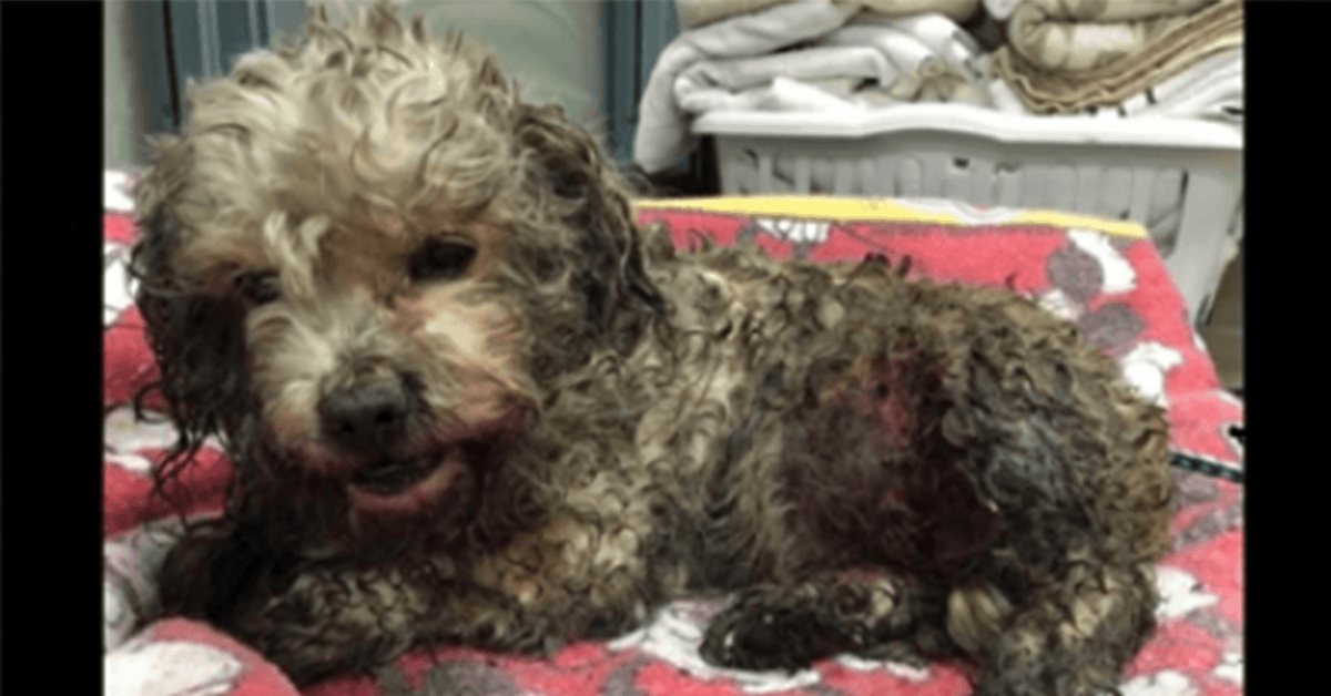Cachorro minúsculo é violentamente maltratado por 2 cães maiores, mas o veterinário não o derruba