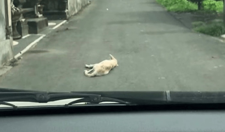 Carro para em cima de um cachorro deitado imóvel no meio da estrada