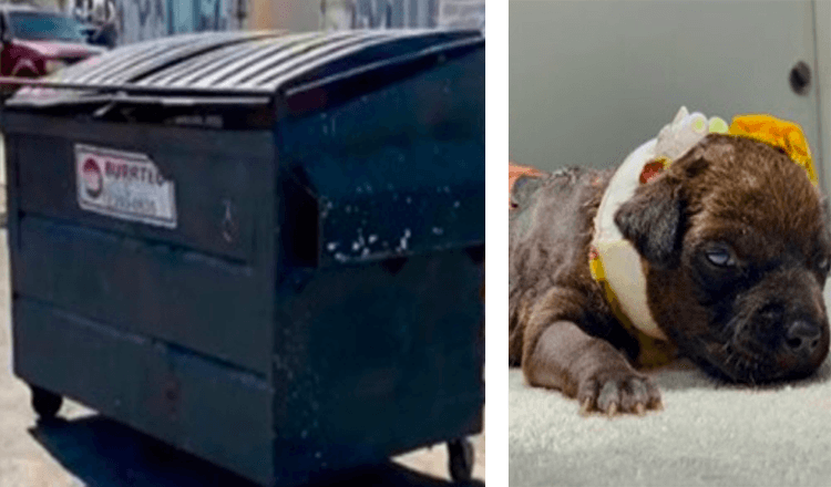 Filhote de cachorro queimado encontrado no lixo após transeunte ouvir seus gritos