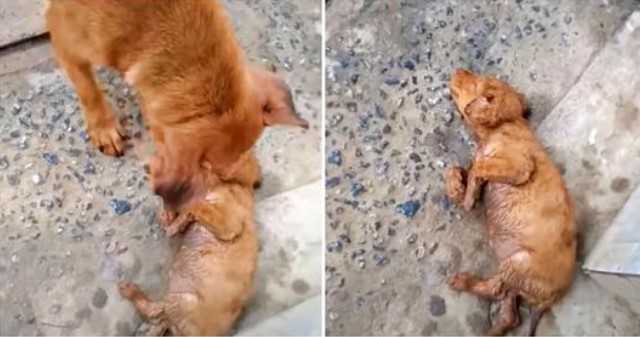 Cachorro que não consegue despertar bebê chora com estranhos, mulher parou para separá-los