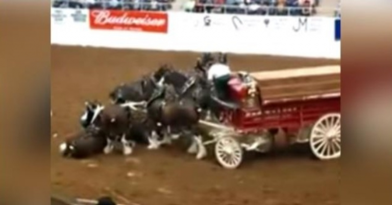Cavalos de Clydesdale caem durante show na arena e sobem após a queda