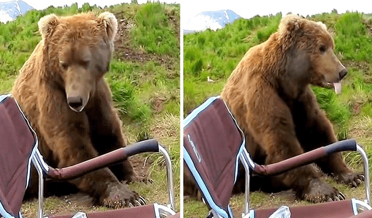 Urso acorda de sua soneca e caminha até um campista e se senta ao lado dele