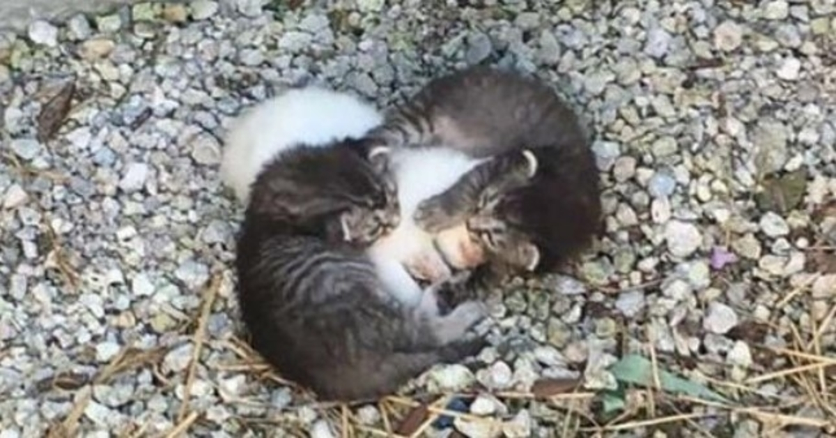 Dois gatinhos tinham uma irmã doente para cuidar, mas depois conheceram uma mãe de verdade