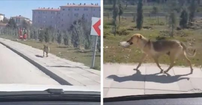 Homem vê cadela de rua carregando tigela de comida e decide segui-la
