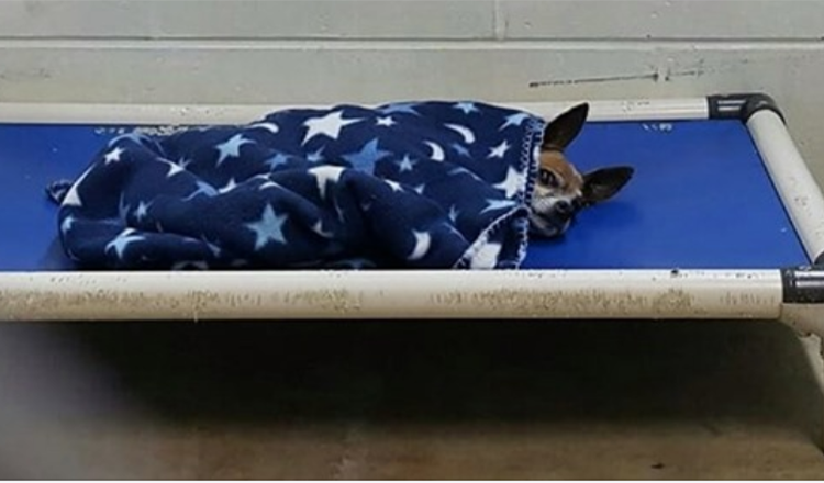 Cachorro Chihuahua do abrigo se escondeu sozinho todas as noites enquanto esperava por uma família