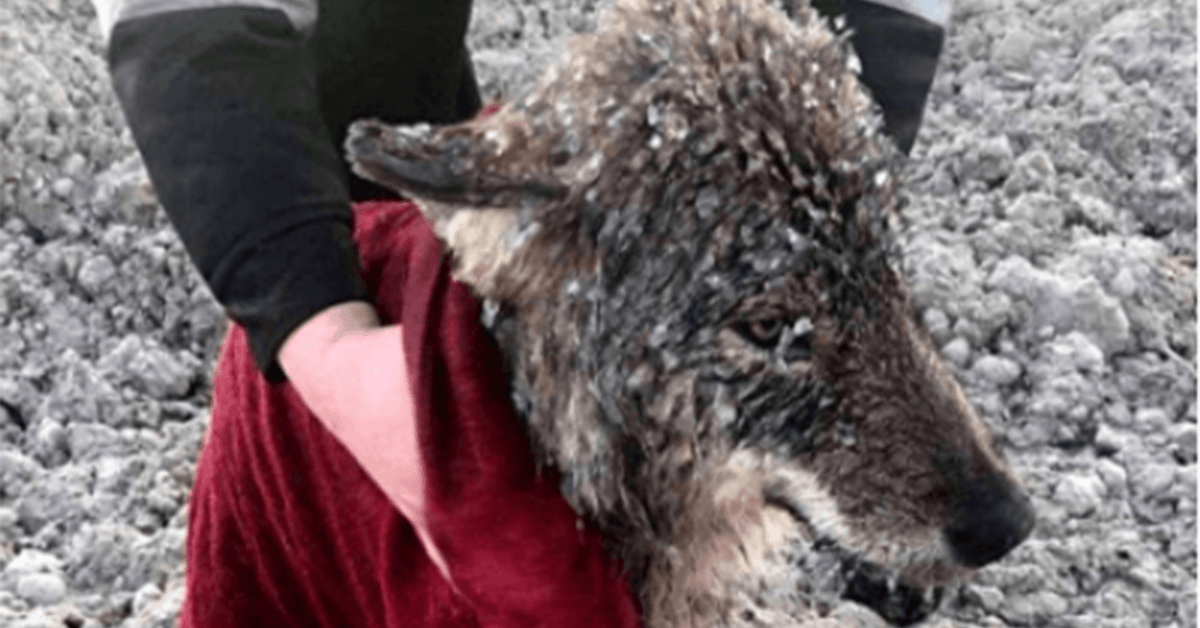 Homens resgatam lobo que pensavam ser um cachorro de se afogar em água gelada