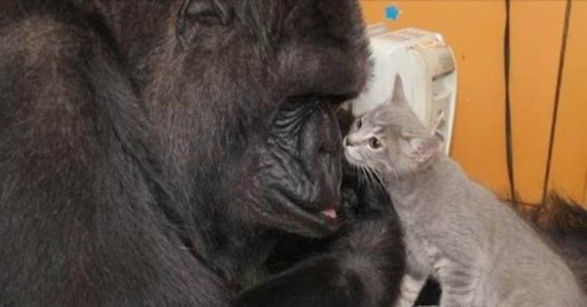 Koko, o gorila, que dominava a linguagem de sinais e amava gatinhos, morre