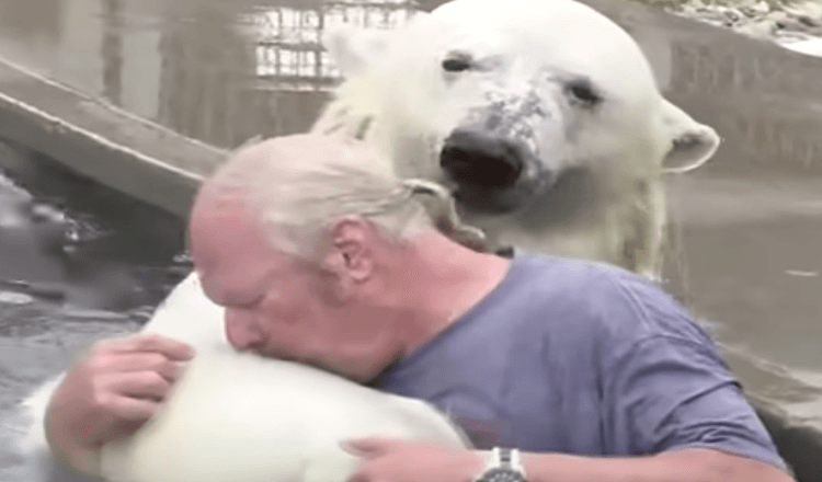 Homem nada com um urso polar branco que ele criou por mais de duas décadas