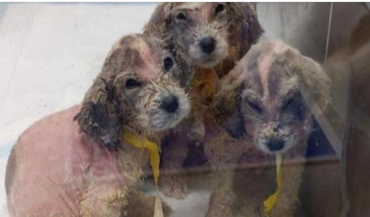 Um homem encontrou seis cachorrinhos sem pêlos abandonados e ninguém poderia dizer que eles são dos Grandes Pirineus