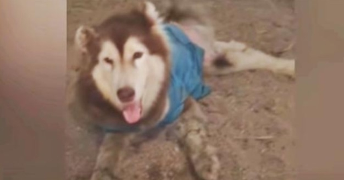 Husky com pernas mutiladas sorri e sacode para não andar passou por ele novamente