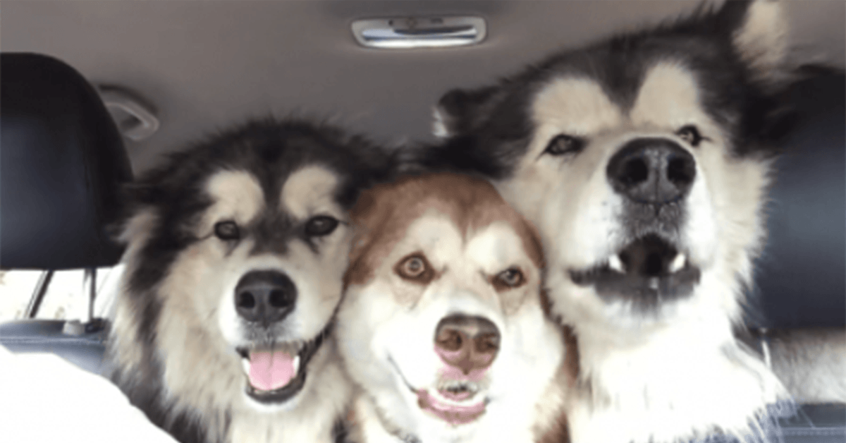 Três Malamutes desafinados cantam no topo de seus pulmões dentro do carro