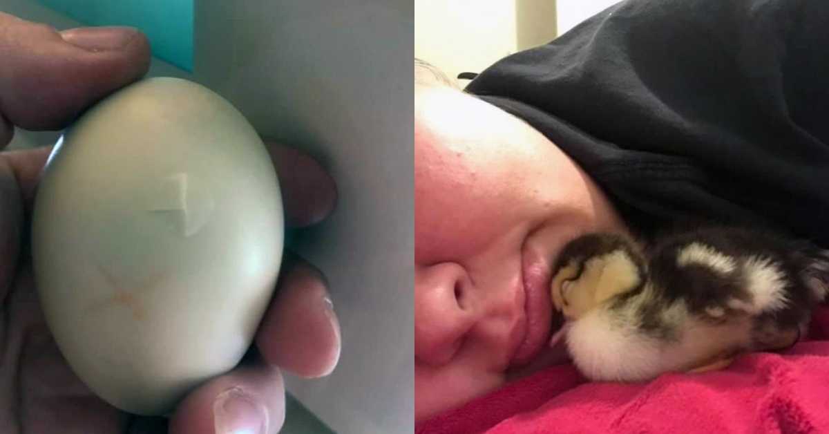 Mulher salva ovo de pato rachado e carrega no sutiã por 35 dias