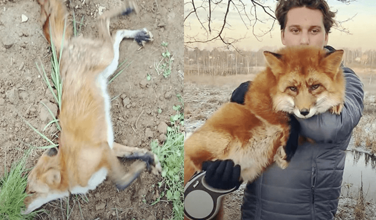 Homem salva uma raposa moribunda selvagem mais tarde eles se tornaram melhores amigos (+15 fotos)