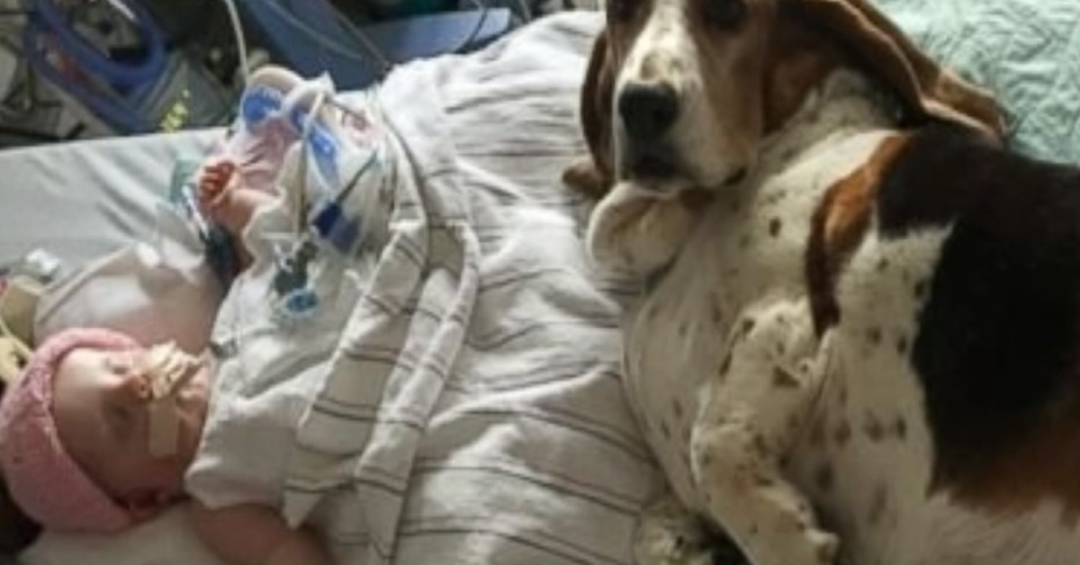 Basset Hounds ficam com bebê moribundo até que ela dê seu último suspiro