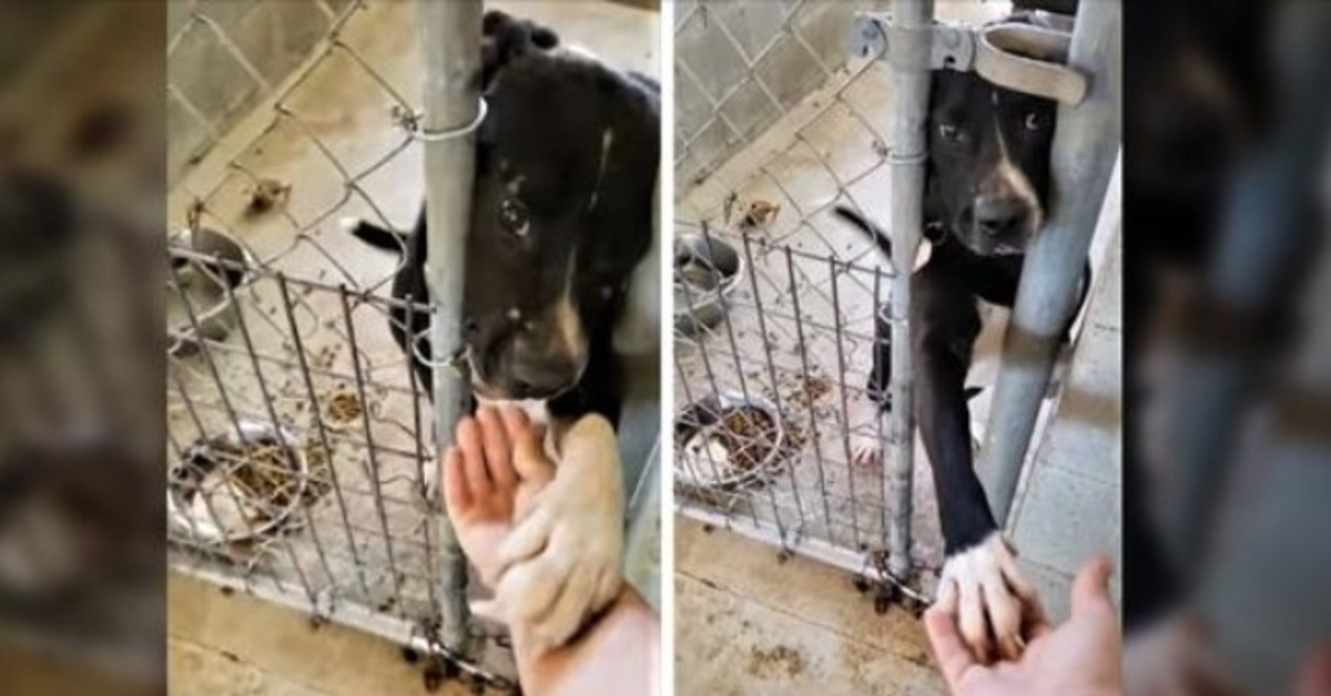 Cachorro de abrigo desesperado por adoção tenta dar as mãos a todos que passam por seu canil
