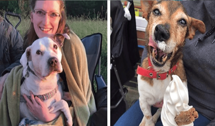 Enfermeira aposentada abre hospício para cães para que eles possam se sentir amados durante seus momentos finais