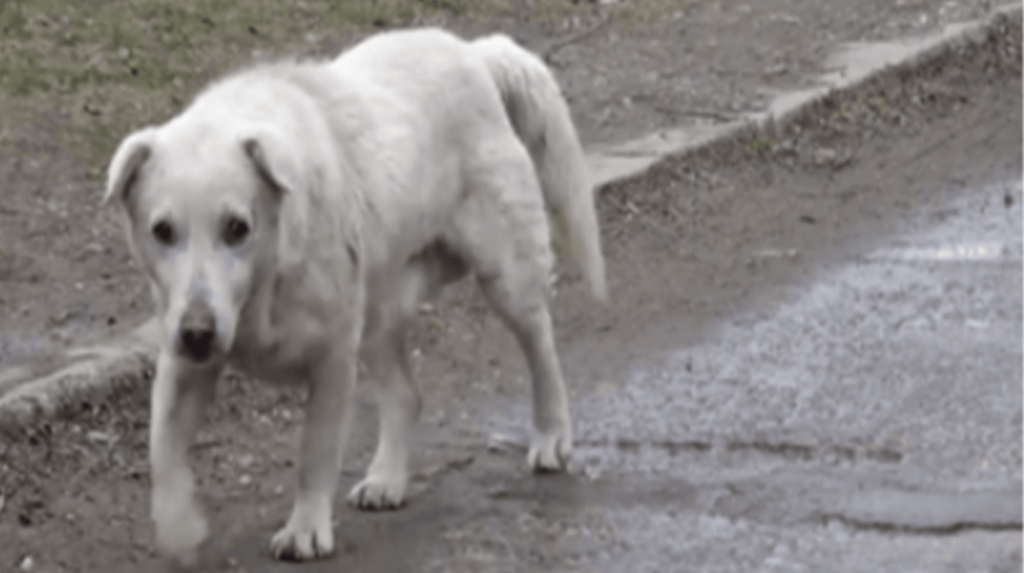 Cachorro ficou de coração partido depois de se reunir com dono que não o queria mais