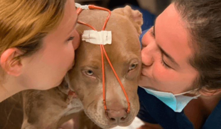Filhote de cachorro milagroso sobrevive a esfaqueamento brutal graças ao seu heróico adotante