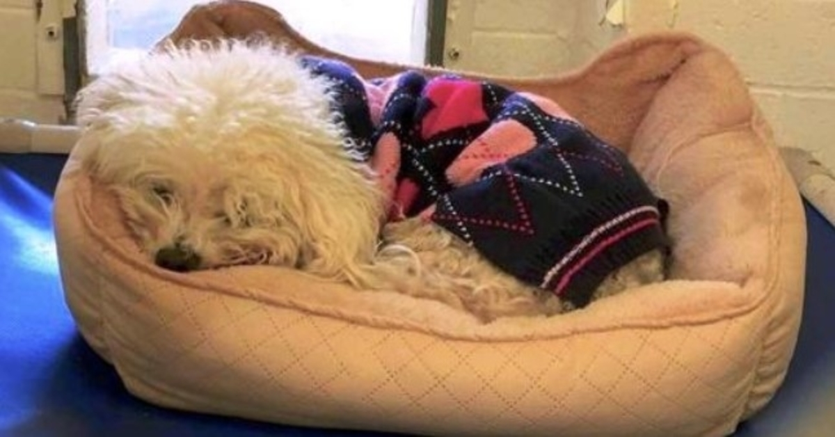 Cachorro largado pela segunda vez se agarra à sua velha cama e se recusa a levantar a cabeça