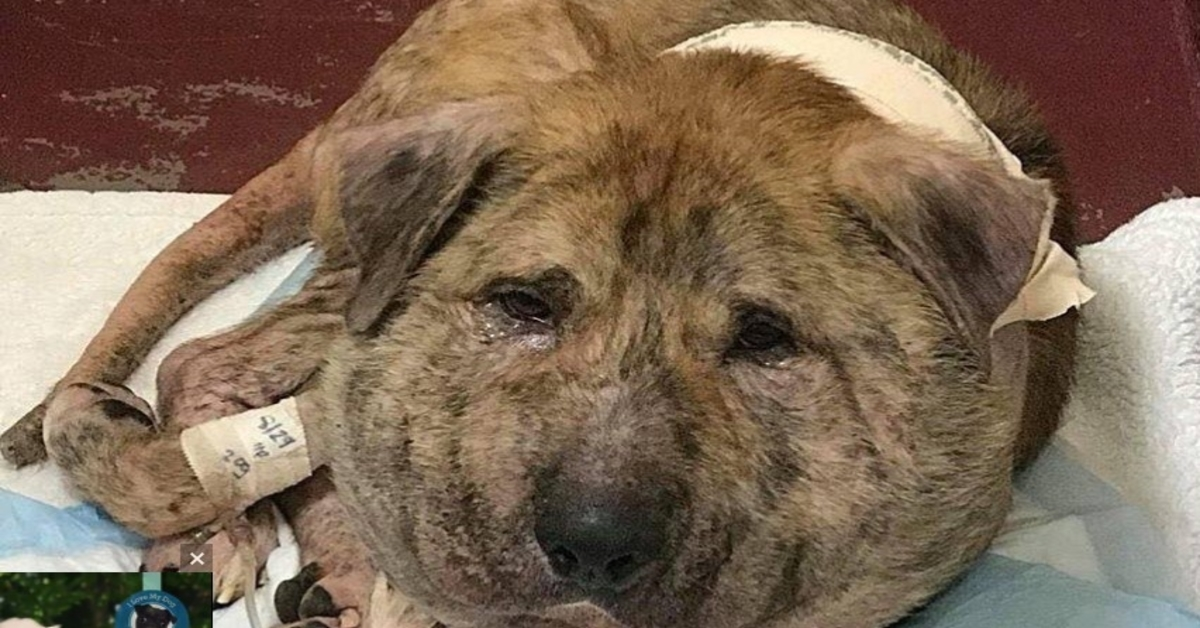 Cachorro com cadarço enfiado no pescoço andou pelas ruas por um ano antes da ajuda chegar