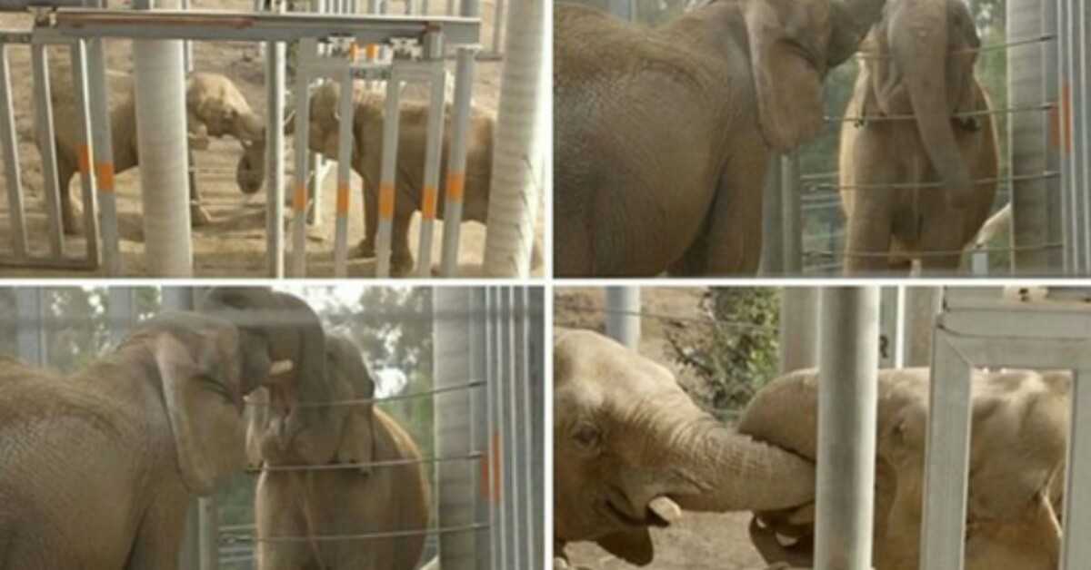Elefante que não conheceu outro de sua espécie por 37 anos gentilmente entrelaça seu tronco com novo amigo