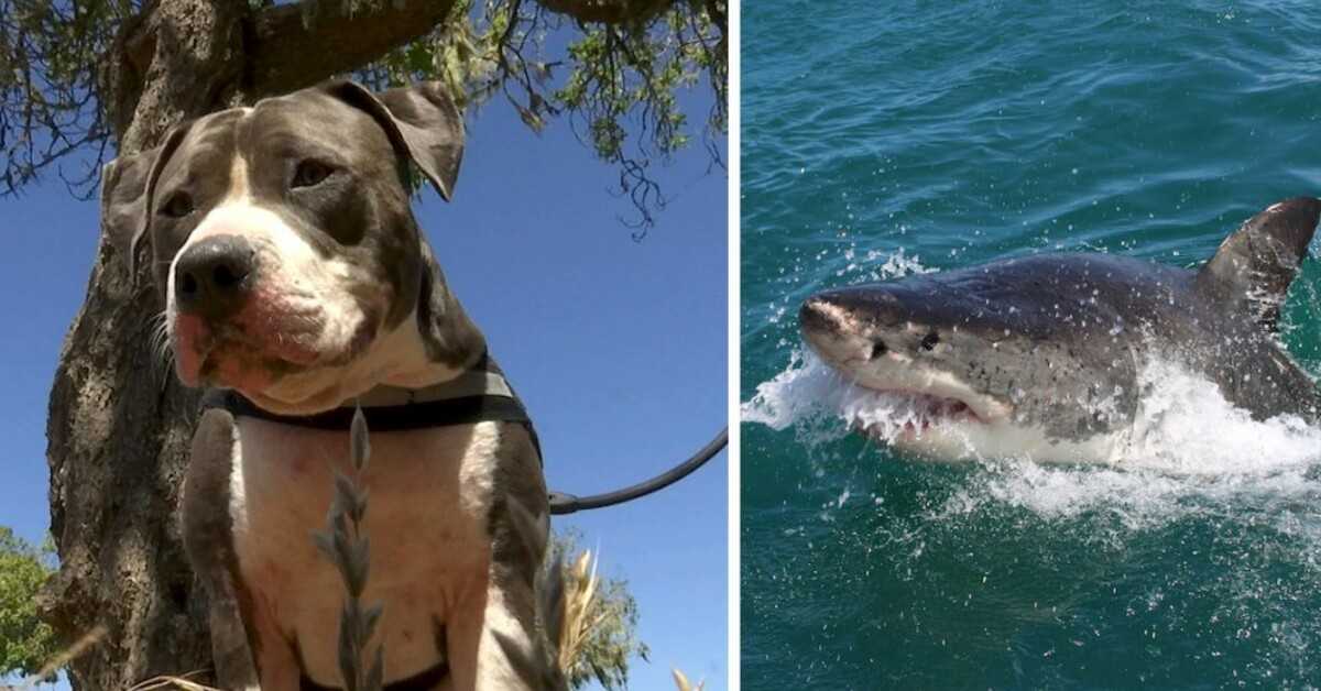 Pitbull luta contra um tubarão de 6 pés para resgatar seu dono