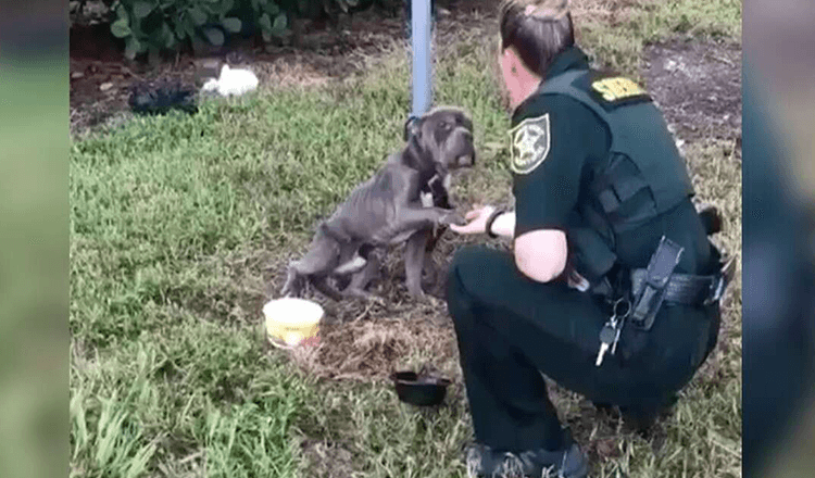 Cachorro amarrado a poste estende pata para policial que veio salvá-lo