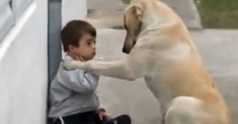 Cachorro aborda menino com síndrome de Down