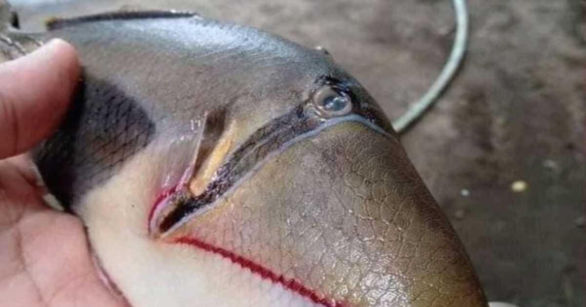 Assustado ao pegar peixe “estranho” com dentes e boca como um humano