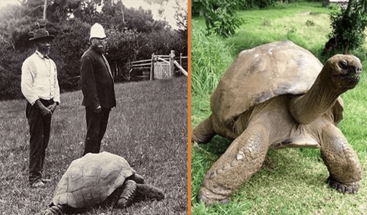 Jonathan, uma tartaruga de 189 anos, foi fotografada em 1902 e ainda está viva hoje (+8 fotos)
