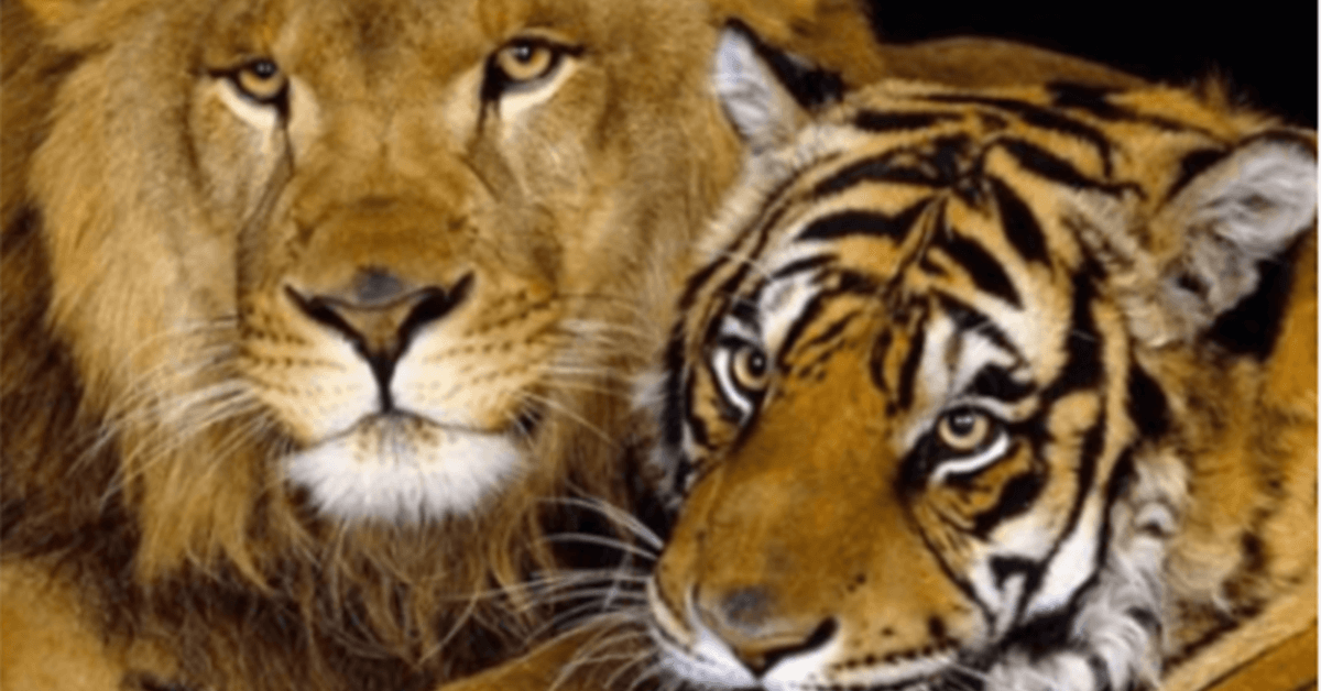 Na Rússia, um leão e uma tigresa se cruzaram. Assim nasceu um bebê 'ligre' e é muito bonito