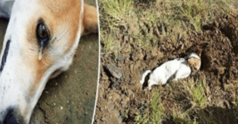 Cachorro leal sacrificou a própria vida para salvar donos de invasores domésticos