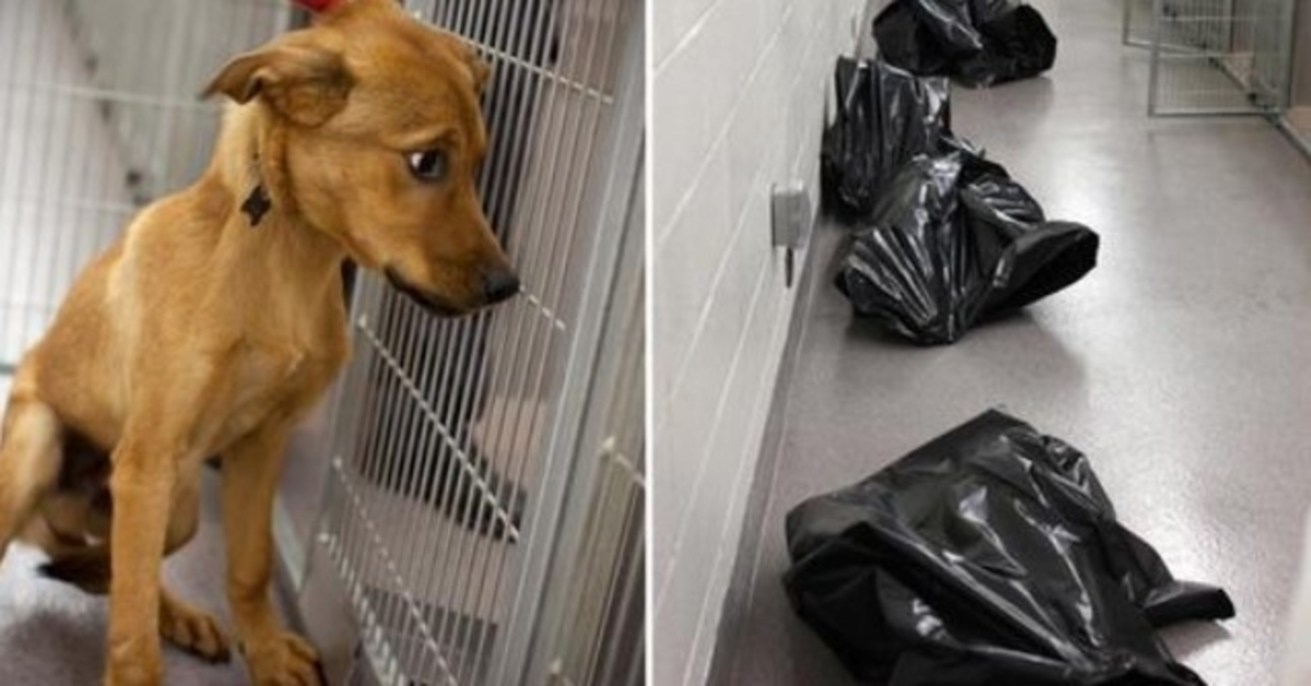 Equipe do abrigo compartilha foto comovente para mostrar o que acontece com cães indesejados