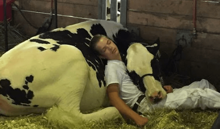 Menino cansado e sua vaca perdem na feira de laticínios, adormecem e ganham a internet
