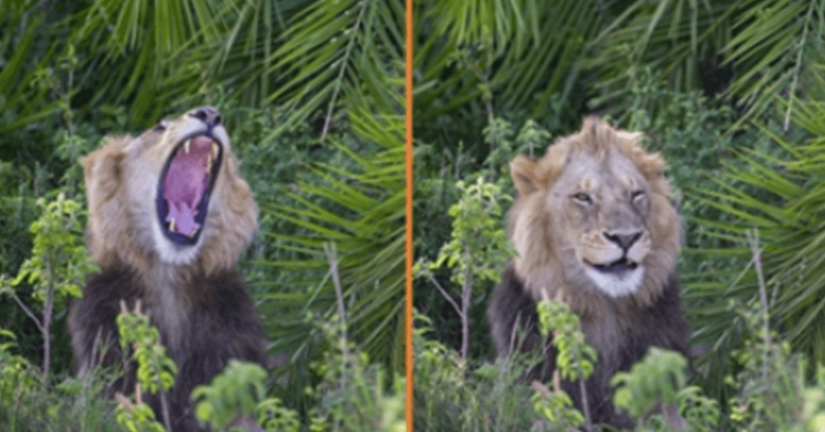 Leão surpreende fotógrafo com rugido assustador, depois pisca e sorri para ele