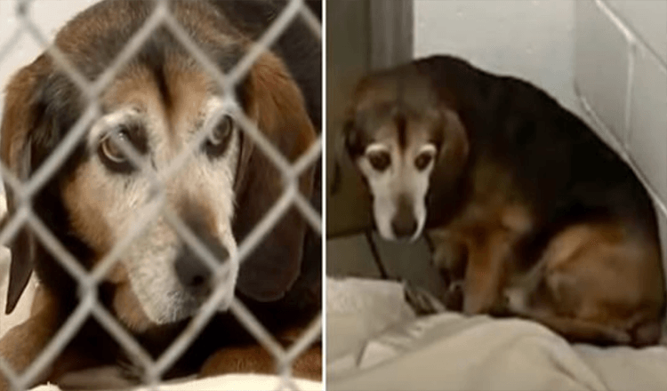 Cachorro idoso perdido por 2 anos reconhece a voz do dono e tem a reação mais tocante