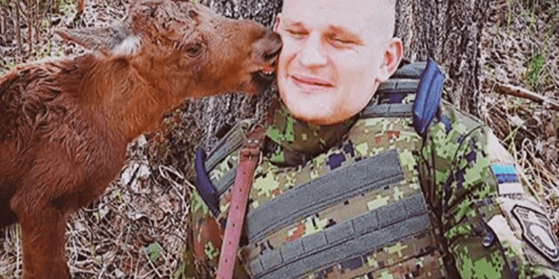 Bebê alce perdido encontra soldado na floresta e pede ajuda