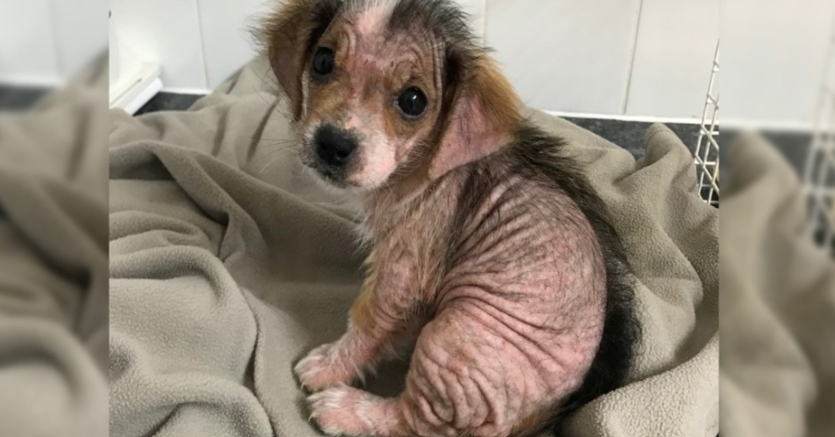 Cachorrinha que perdeu o pelo parece irreconhecível semanas depois de escapar de donos negligentes