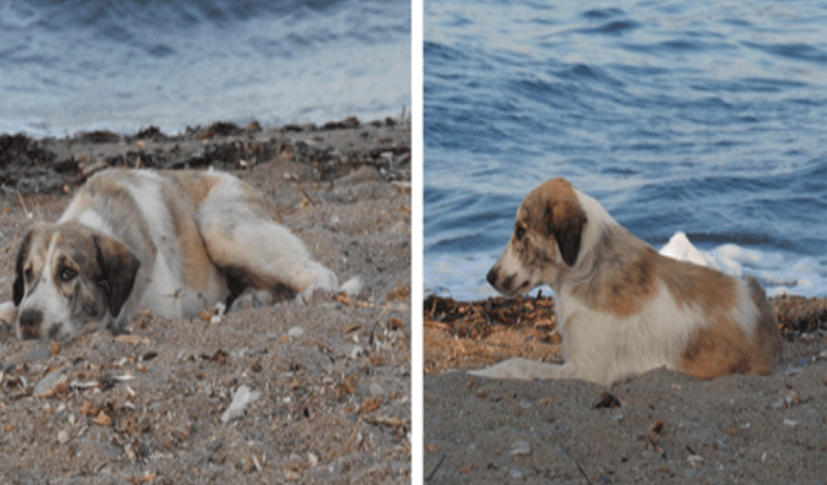 Cachorro de rua que persegue mulher na praia acaba sendo um tesouro disfarçado