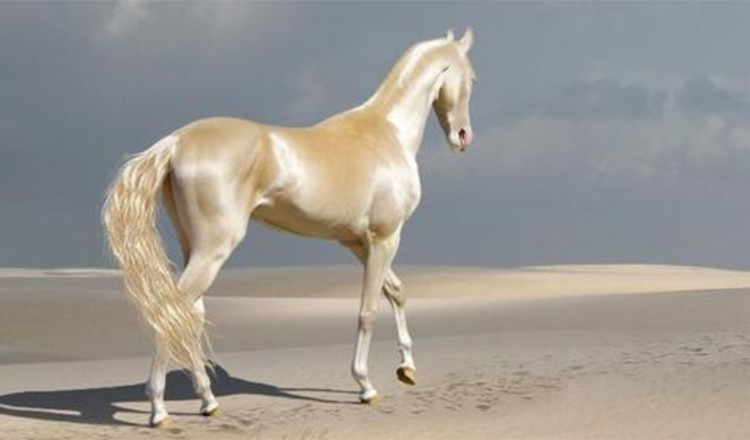 Conheça a criatura rara que as pessoas estão chamando de 'o cavalo mais bonito do mundo +7 fotos