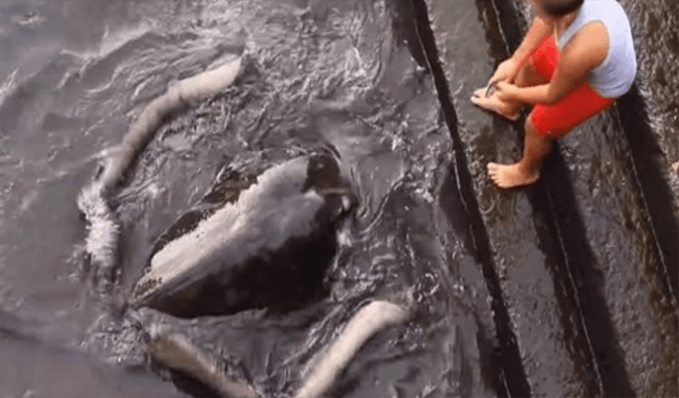 Vídeo de arraia gigante emergindo da água para cumprimentar menino se torna viral