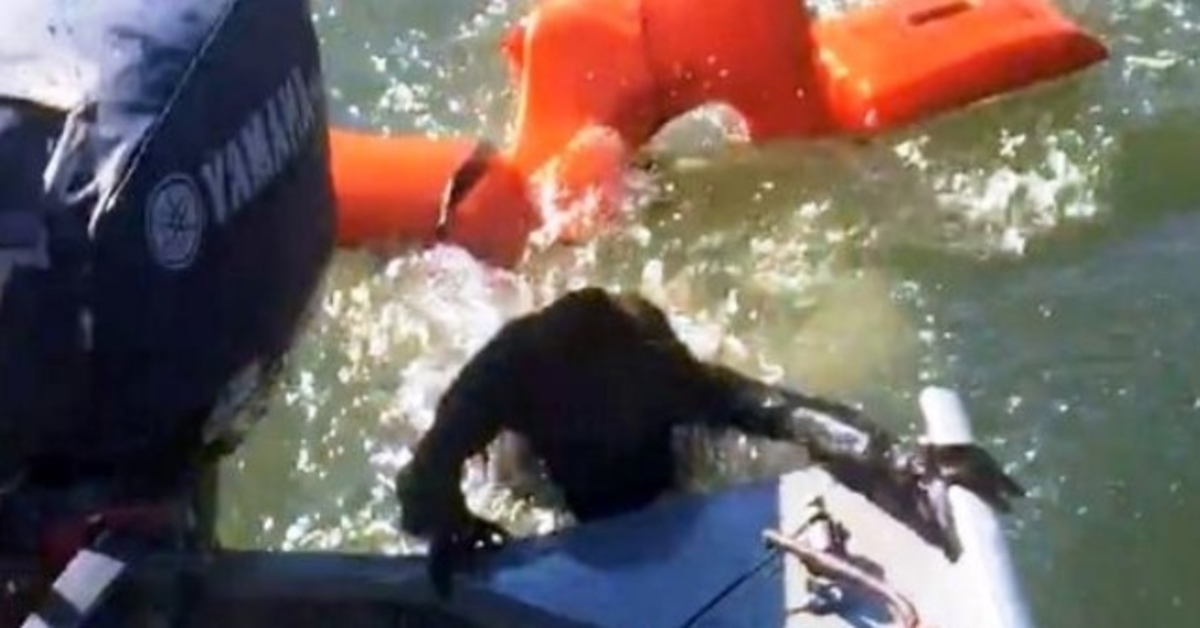 Pescador joga colete salva-vidas para salvar cachorro se afogando, mas não é um cachorro