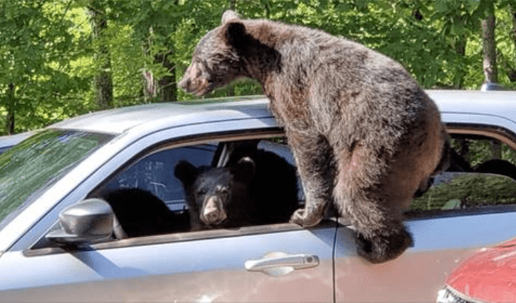 Homem sai e descobre que uma família inteira de ursos entrou em seu carro