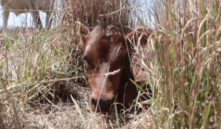 Mãe vaca continua escondendo seu bezerro recém-nascido para evitar que ela seja levada