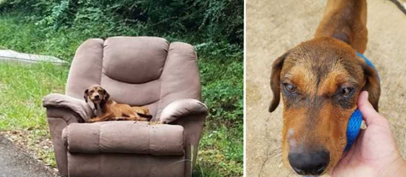 Filhote de cachorro faminto foi jogado na estrada em cadeira e com muito medo de deixá-lo para encontrar comida