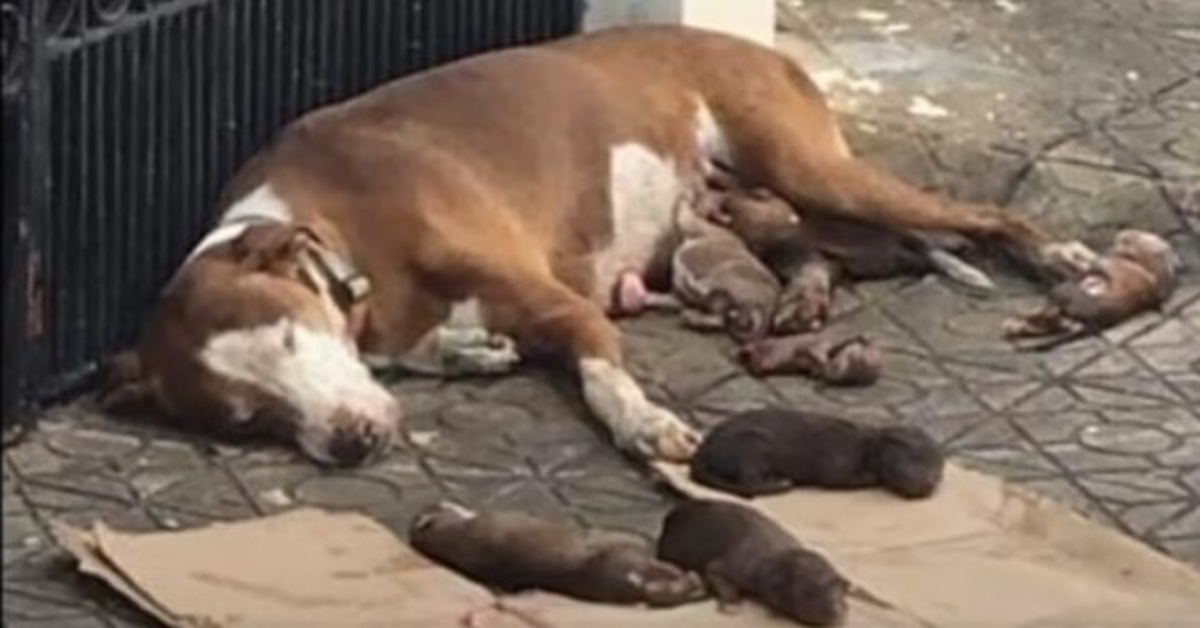 A mamãe cadela faminta e seus recém-nascidos desnutridos são salvos bem a tempo