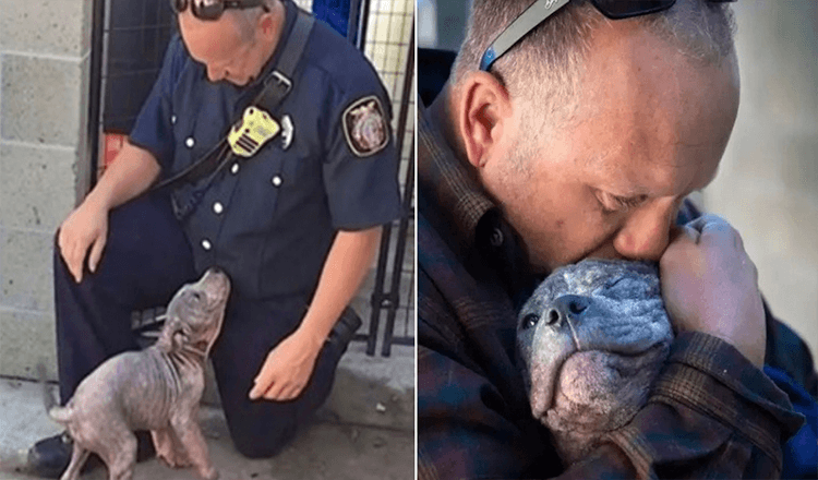 Cachorrinha Pitbull abandonada é adotada pelo bombeiro que a salvou